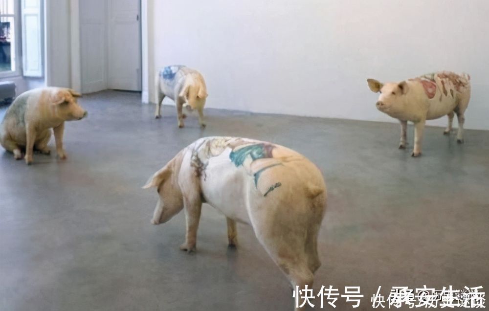 皮包|给活猪纹身后,一张猪皮卖70万,香奈儿高价买走做成限量款皮包