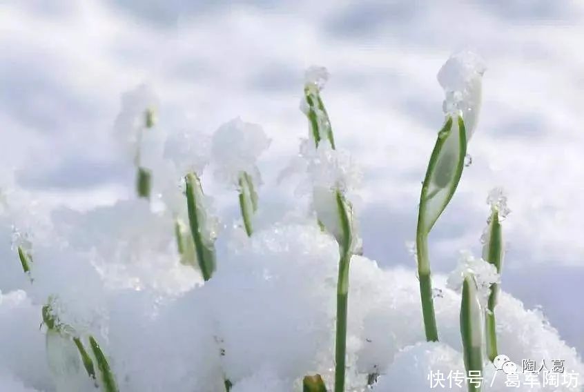 山河流霜 白羽倦飞|大雪 | 白羽