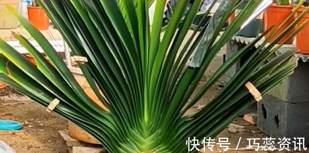 施肥|10月养君子兰,勤用“4种花肥”,植株长势旺,有助于开花