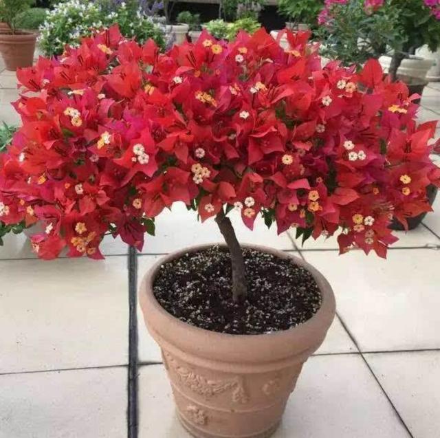 养殖三角梅掌握几点诀窍,轻松解决不开花的问题