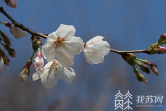 普陀宗乘之庙|“消息树”落幕 南京鸡鸣寺樱花树将进入盛花期