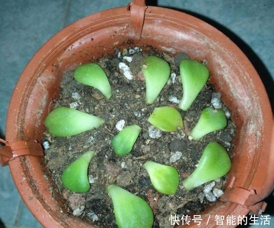 蒂亚徒了,都可以召唤“神龙”,手一痒,全都拔了!