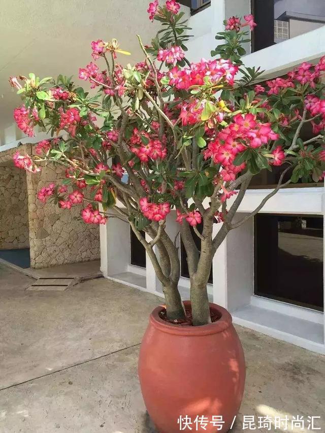 极难养死的4种花,太省心,丢阳台不管,轻松长爆盆