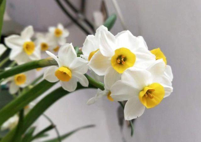 农历十一月大雪过后,养什么花?家里养3种花,吉庆有余万事顺心