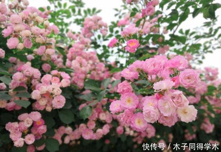 4种花养家里，比牡丹美，一年到头开不停，天天看“花海”！