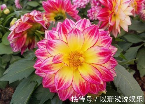 这几朵植物,适合平时养,花开似牡丹,娇而不躁,艳而不媚