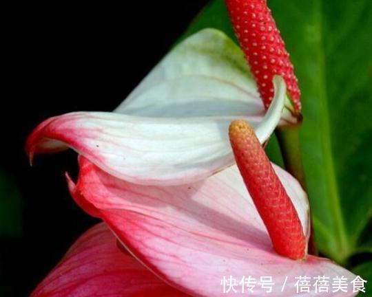 室内光照少,养盆花叶具美的红掌吧,学会5个方法,全年开花不断