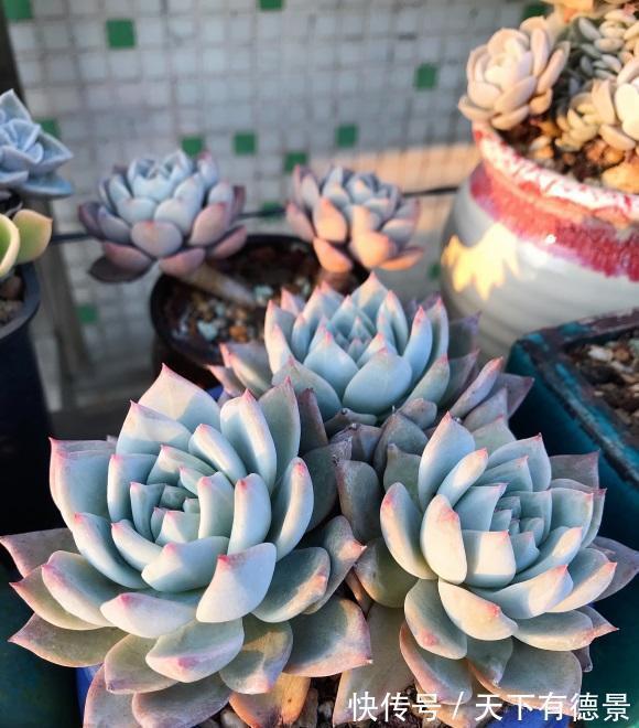 买回家的多肉,先晒上1周,然后再栽种,发根速度会更快