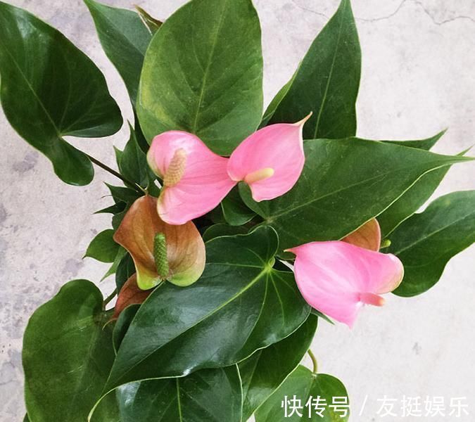 牡丹花|快扔掉家中发财树,真正好看还能净化空气的是这几种,高级又漂亮