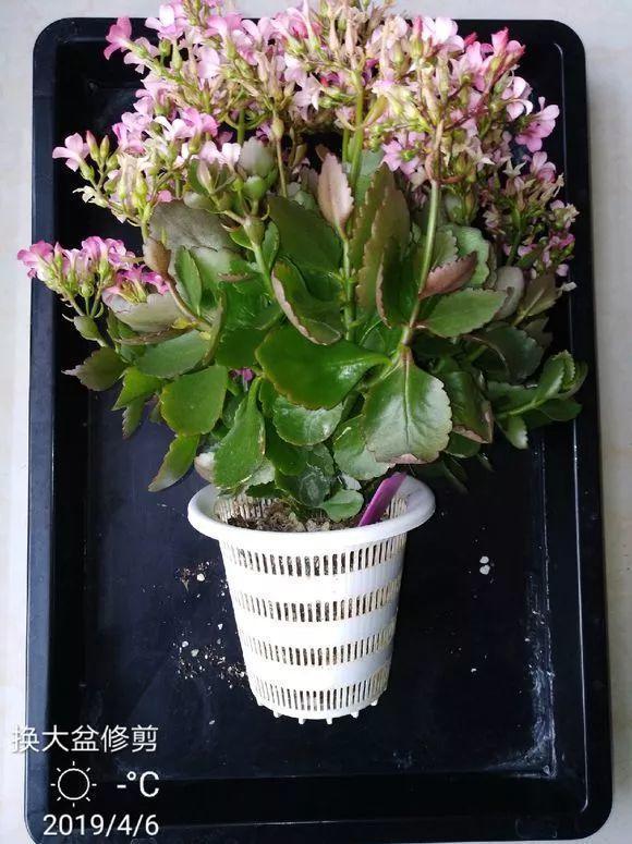 长寿月季花后赶紧剪一刀,剪完就开花,一直剪一直开!