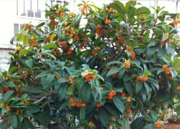 几款花卉，花艳易爆盆，开花幽香暗淡，家里天天有花赏