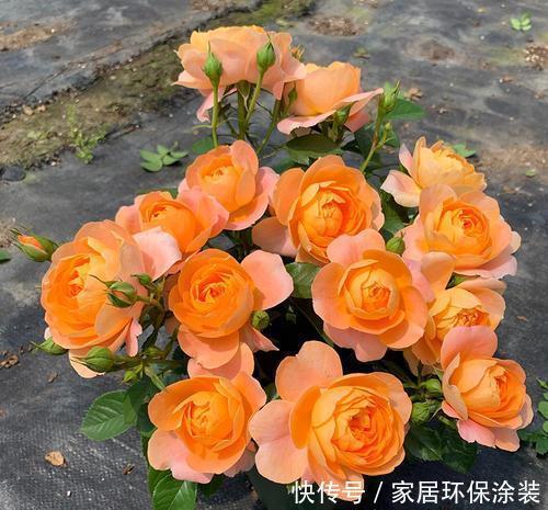 吊兰|居家养花,老花农都喜欢这3种,除尘除菌真养人