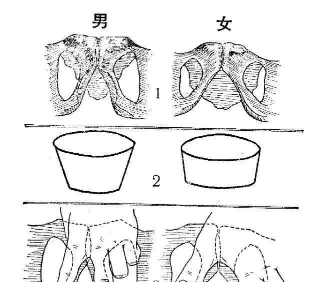 揭秘如何通过骨头分辨男女，考古系的女生都要亲手摸