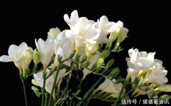 4种花草界“开花王”，沾土就活，新手也能轻松养爆盆，绚丽夺目