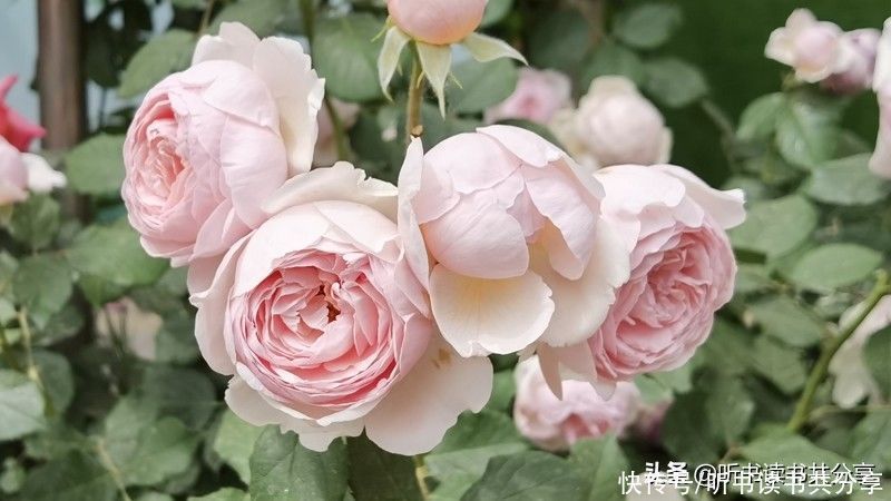 月季|北京街头万千姿态的月季花，您最喜欢哪一种