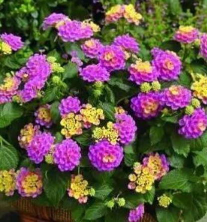浇水|4种花超好养的，不浇水也能爆盆，全年开花不断，花大色艳