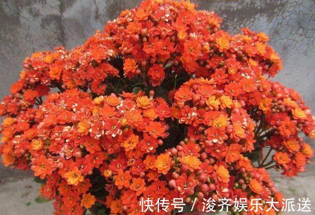 土壤|想给长寿花换盆，避开这个“时间段”，枝繁叶茂，快速恢复开满花