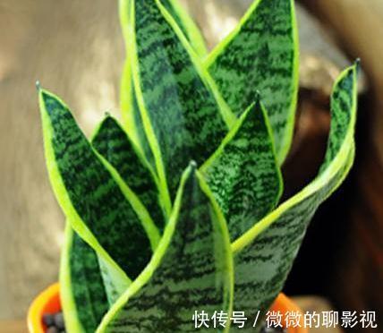 冬天室内养3种花,耐阴又好养,懒人都能养爆盆,观赏价值高