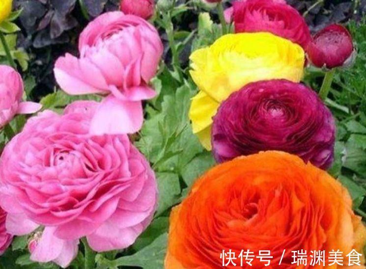 爆盆|4种花很漂亮,好养易活能爆盆,花色鲜艳夺目,花朵美艳迷人