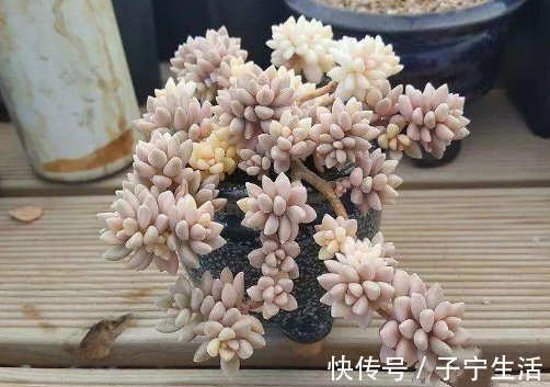 最好养的这些多肉植物,越懒越心动,养开后肉嘟嘟的可爱