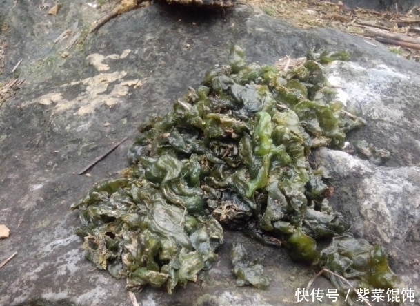 奇效|愛父母就給他們吃這種野菜，雖然難清洗但滋補有奇效，一斤30元