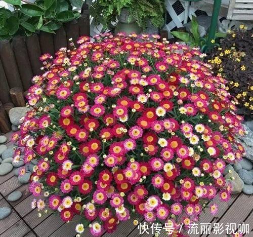 黑云母|这种养花好料知道的人很少，土里加一点透气又保温，扦插时也有用