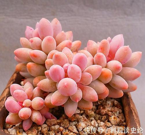 此款多肉,叶子饱满粉嫩,容易长成悬崖桩,适合新手!