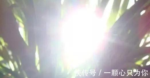 吊兰叶片发黄,叶尖发黑怎么办,学3招轻松解决,预防措施要牢记