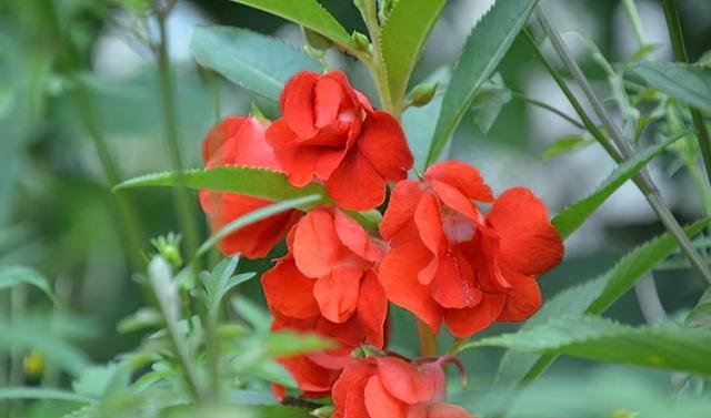 护甲|“十指纤纤玉笋红”，谈谈我国古代的美甲艺术