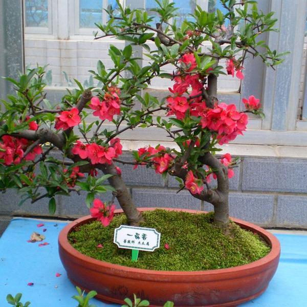 我国最美盆栽花,比蟹爪兰好养,一年花开一百天,花开艳丽赛牡丹