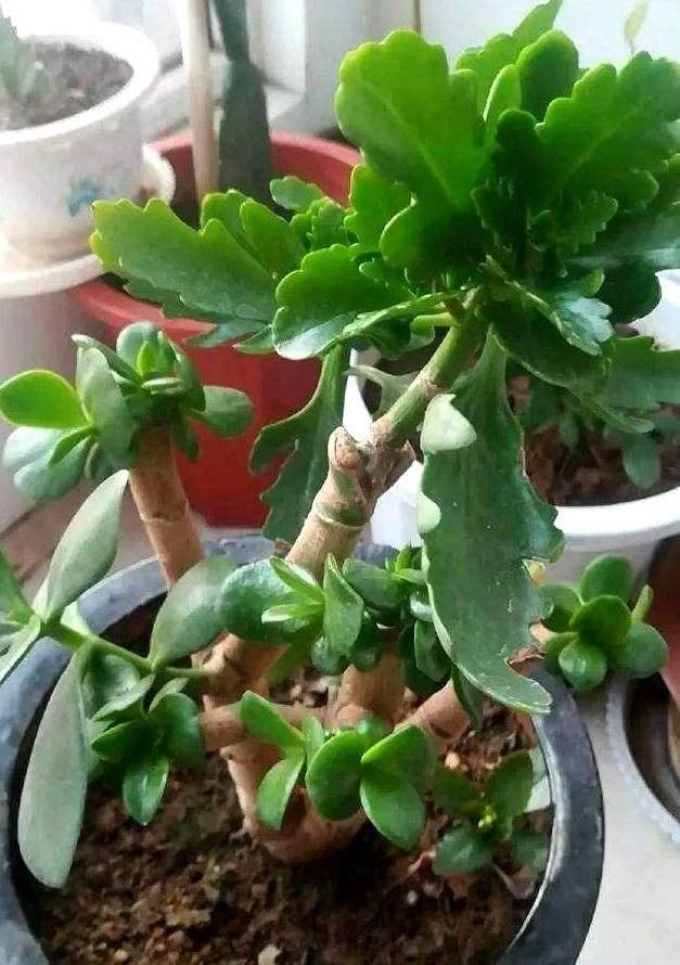 玉树砍一刀,塞上“长寿花”,20天就成活,开满“玉树花”