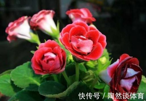 光照|家养这几款花卉,开花媲美玫瑰,四季常青,硕大香味浓,绚丽夺目