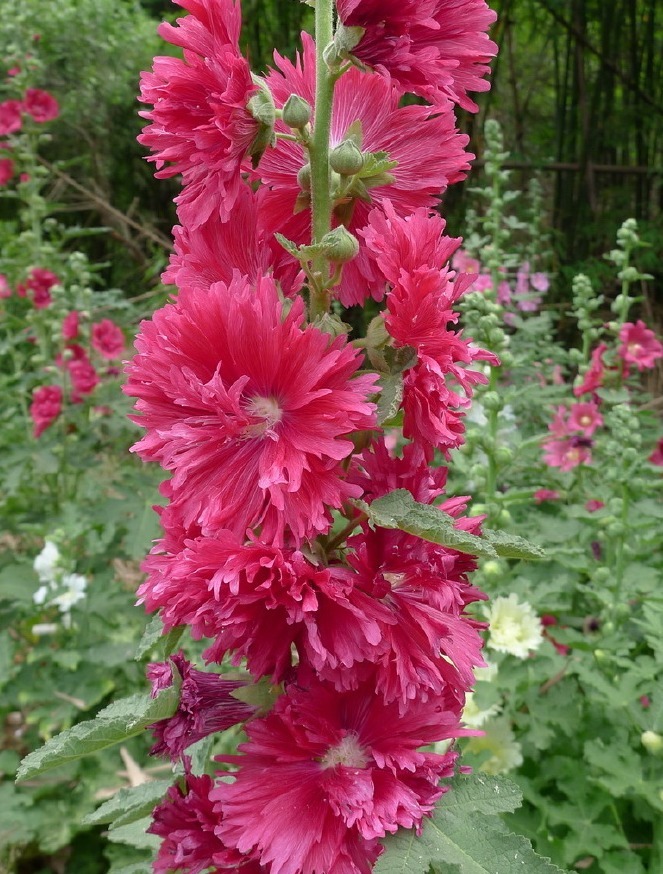 漂亮的蜀葵开花了，随便撒些种子，来年就是一片花海！