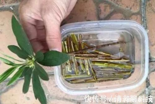 盆底|这东西泡水就是“天然生根剂”,埋在盆里也管用,根系越养越粗壮