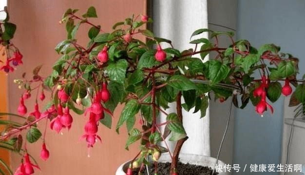 倒挂“大金钟”,开花“打灯笼”,花开365天,哪天换盆最合适!