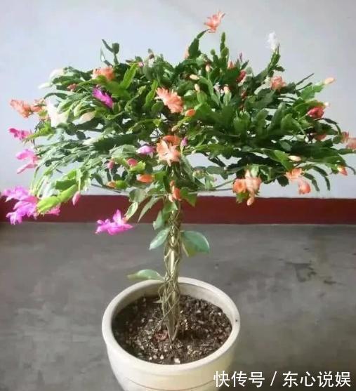 蟹爪兰养不好，用此“神木”一嫁接，快速爆满芽，开成“花树”