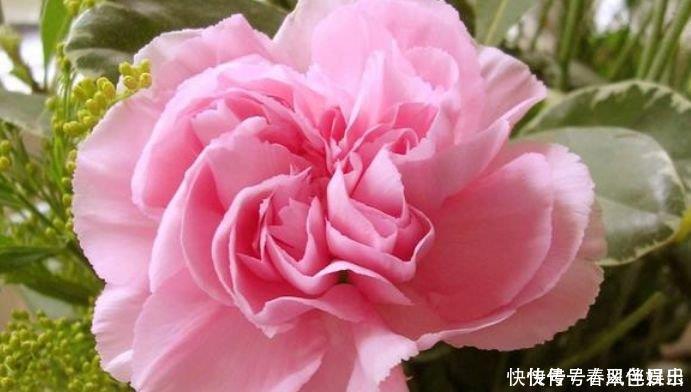 香雪球|4种“女神花”，名字好听花更美，开花“红又旺”，好运来！