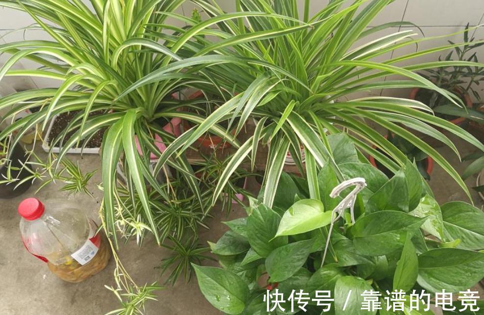 用啤酒浇花,家里的花疯长