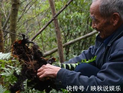 太平圣惠方|这种农村随处可见的东西，治疗跌打损伤所致的骨折竟效果这么好！