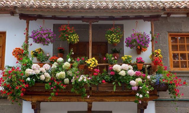 立冬之前,快点给此3种花一刀剪,要不来年叶子全掉光