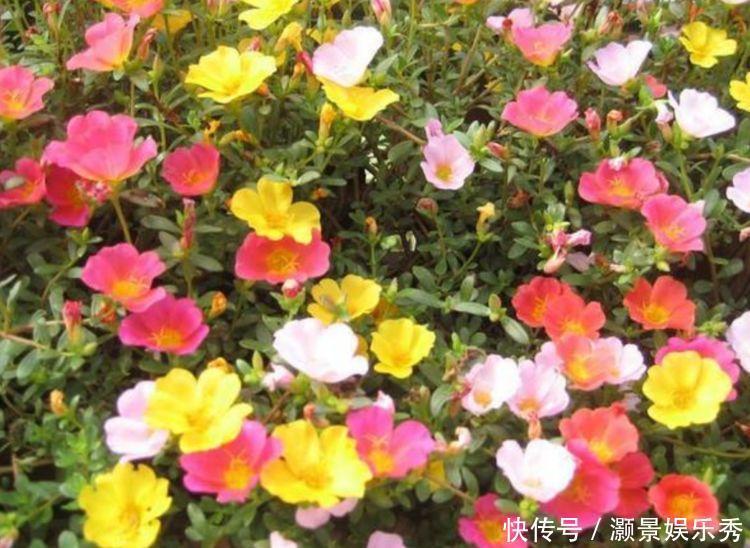 4种花美的出奇,吉祥又喜庆,开花红红火火,旺财又旺运!