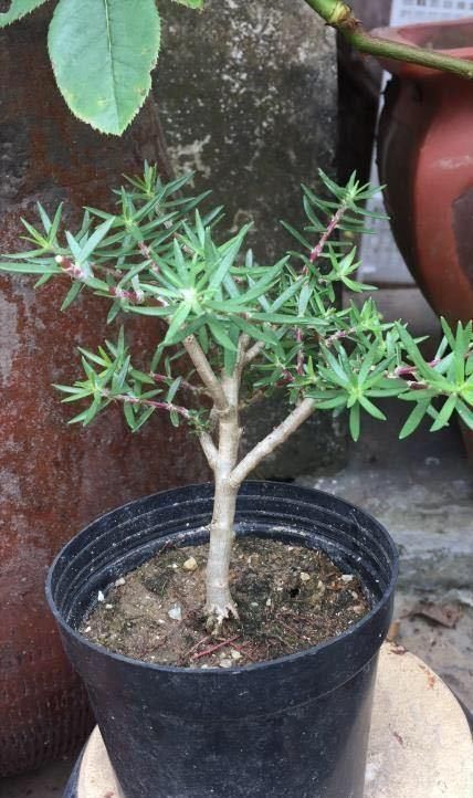 6种便宜花，用心养一年，麻雀变凤凰，越养越精贵