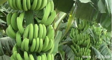 中薪|被誉“智慧之果”的香蕉,农民如何收获高