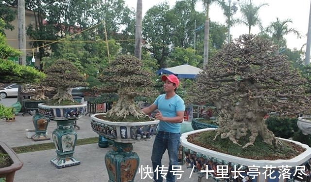 男子出售家中几代人培育的盆景树,要价153万希望找到好买家