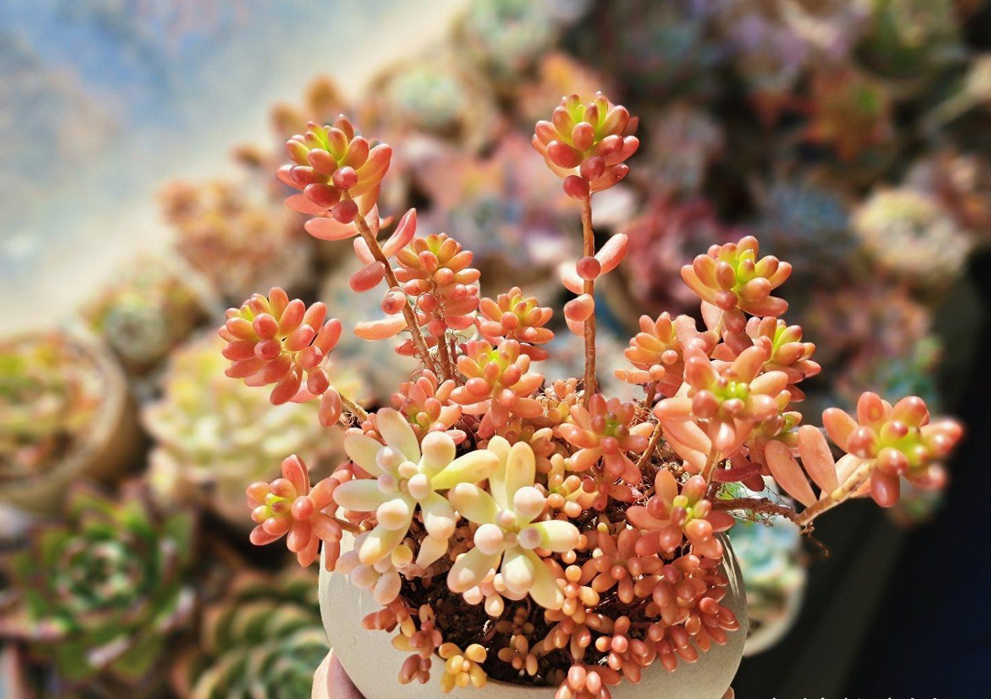 老桩|想把多肉养成悬崖桩,满足“三要求”,遇水疯长,爆崽一堆小崽