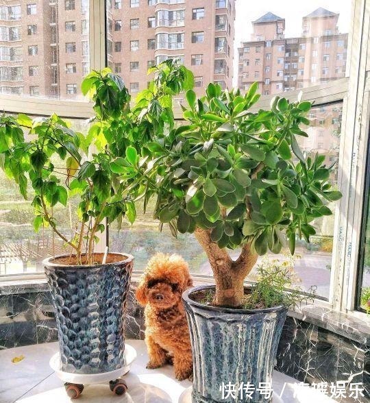 盆栽|这5种花叶子落地便生根,趁现在抓紧繁殖,一个月长成小盆栽