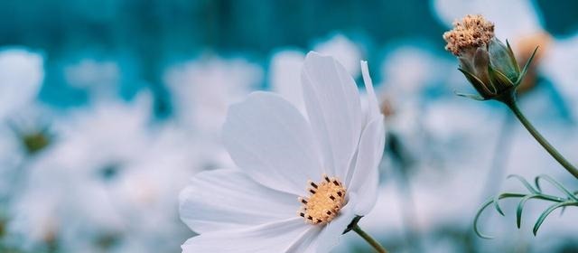 偏执|做人需圆融,忌偏执,急躁