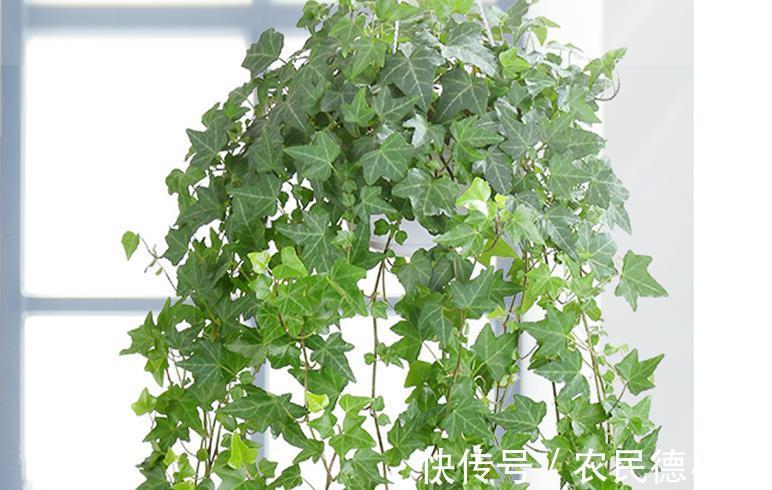 绿萝|卧室不养别的花，就养四种花真不错，助眠净化又养人