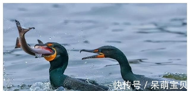 鸬鹚的“悲哀”！巨嘴能生吞3斤大鱼，却不知道鱼的味道