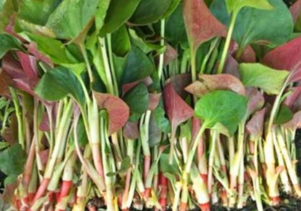 野草|农村不起眼的”野草“,却是人体的良药,不知道真是可惜!